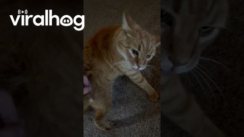 He Had an Itch in Need of Scratching || ViralHog