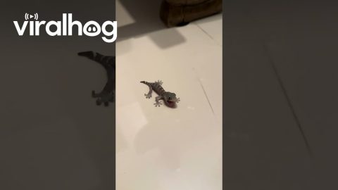 Brave Little Gecko Opens Mouth || ViralHog