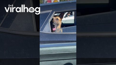 Retired Police Dog's Nose Still Works || ViralHog