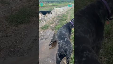 Just A Raccoon And His Dog Pals || ViralHog