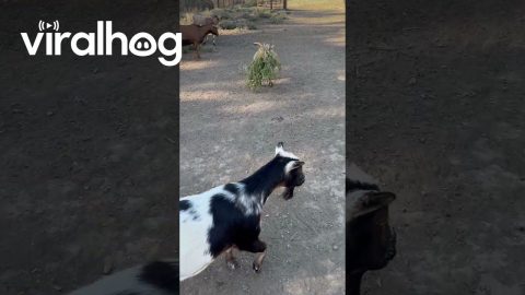 Goat Gets Weedy Wig || ViralHog