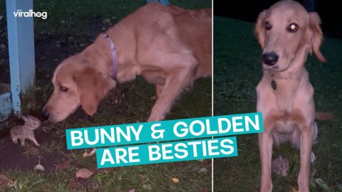 Molly the Golden Makes a New Friend || ViralHog