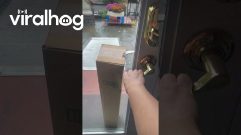 When You Get a Package but They Lock You in Your Own House || ViralHog
