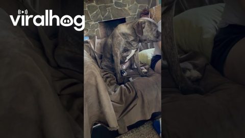 Dog Says "Momma" || ViralHog