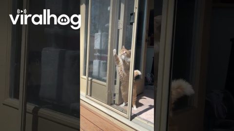 Orange Floof Confounded By Screen Door || ViralHog