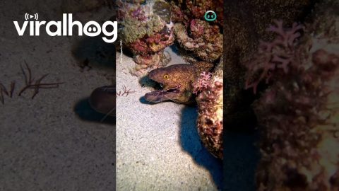 Cleaner Shrimp Hard at Work || ViralHog