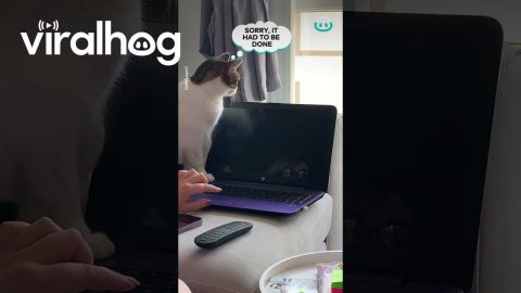 Cat Doesn't Want Mum To Go To Gig || ViralHog