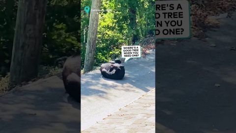 Bear Tackles Scratch Right Away || ViralHog