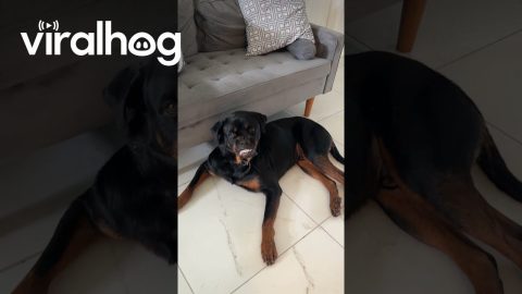 Rottweiler Curls Lip At Thought Of Stink || ViralHog