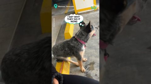 Dog Sits Like Human || ViralHog