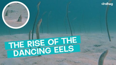 Eels Dance at the bottom of the Ocean || ViralHog