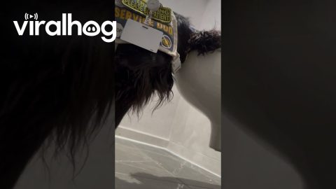 When You Interrupt a Dog's Water Break || ViralHog