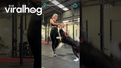Rope Jumping Border Collie || ViralHog