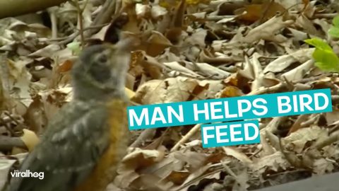 Man Helps Robin Get Worms || ViralHog