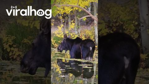 Moose in the Aspens || ViralHog