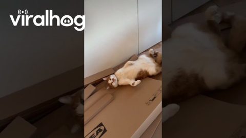 Cat In Cardboard Heaven || ViralHog