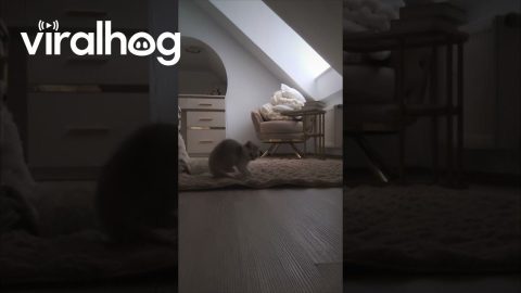 Kitten Plays At Home Alone || ViralHog