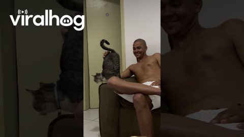 Cat Flashes Person Petting It || ViralHog