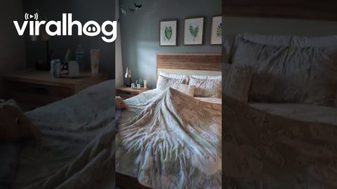 Suspicious Lump in My Bed || ViralHog
