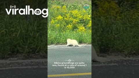 Albino Groundhog Spotted || ViralHog