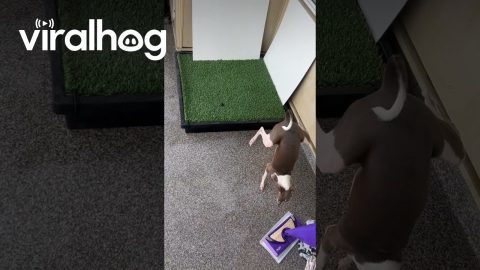 Italian Greyhound Does Handstand, Pees Everywhere But The Pad || ViralHog