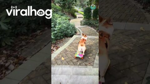 Skate Corgi Conquers Staircase || ViralHog