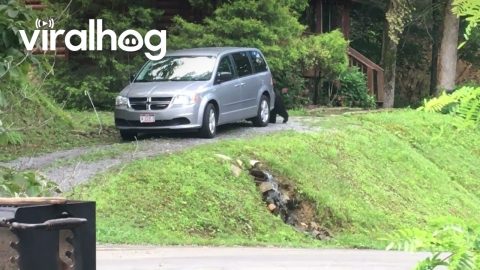 Bear Open and Closes Van Door By Itself || ViralHog
