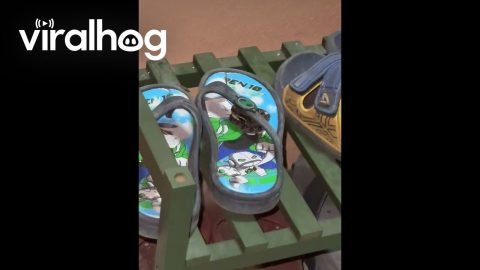 Small Snake Spotted in Student's Sandal || ViralHog