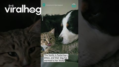 Dog Wants to Adopt Foster Kitty || ViralHog