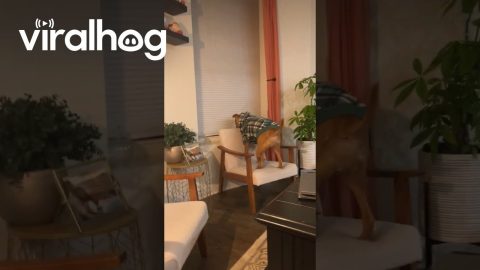 Pittie Will Not Be Kept From His Shows || ViralHog