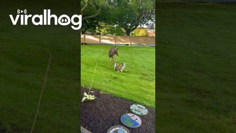 Deer Meets Cat || ViralHog