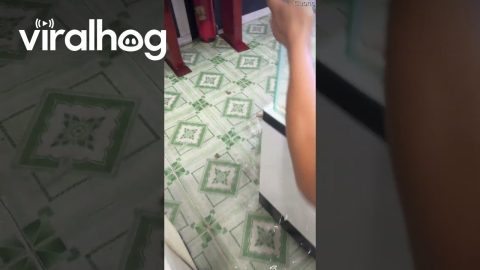 Fish Escape In a Flooded Shop || ViralHog