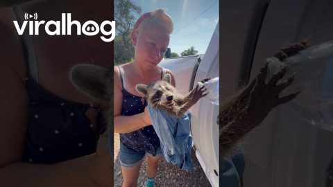 Couple Saves a Baby Raccoon From the Texas Heat || ViralHog