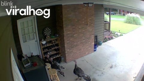 Turkeys Deliver Themselves To Doorway || ViralHog