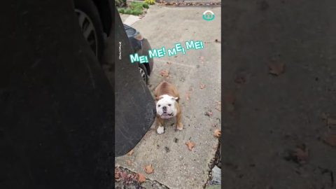 Bulldog Loves To Skate || ViralHog