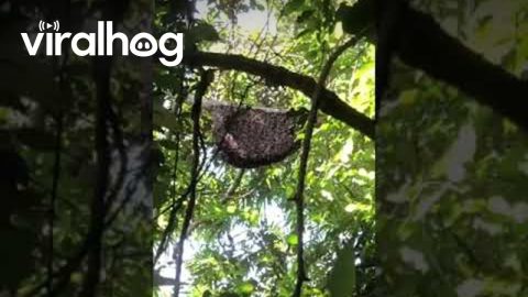 Beehive Makes Synchronized Defensive Waves || ViralHog