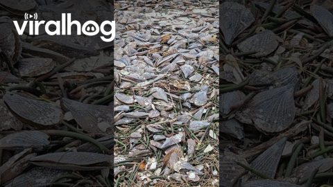 Empty Pen Shells Wash Up On Beach After Hurricane || ViralHog