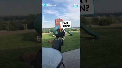 Calf Thinks He's A Dog || ViralHog