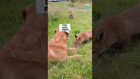 Dog Befriends Two Foxes || ViralHog