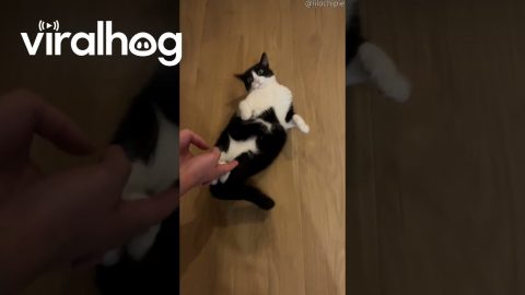 Cat Slides Around on Floor || ViralHog