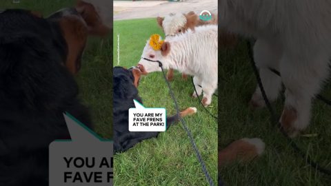 Dog Loves Highland Calves || ViralHog