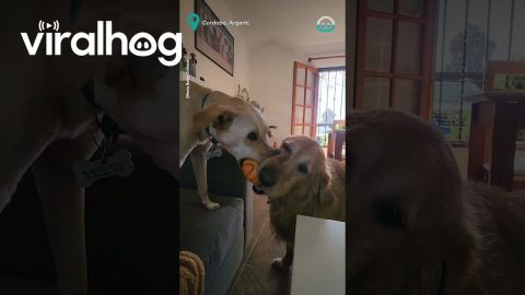 Dog Wont Share Toy || ViralHog