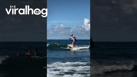 Dog Goes Surfing With Surf Instructor || ViralHog