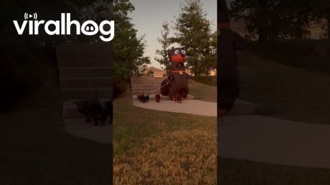 Woman Wears Perfect Costume to Walk Her Dachshunds || ViralHog