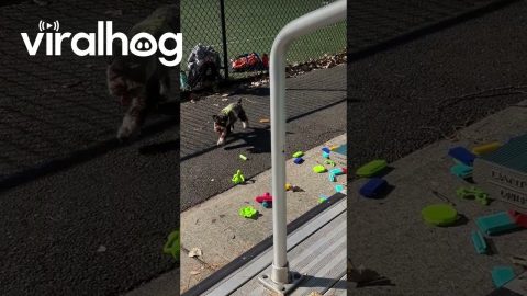 Meli Has Trouble Figuring It Out || ViralHog