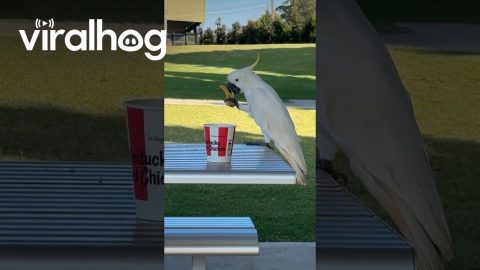 Cockatoo Eats Kentucky Fried Chicken || ViralHog
