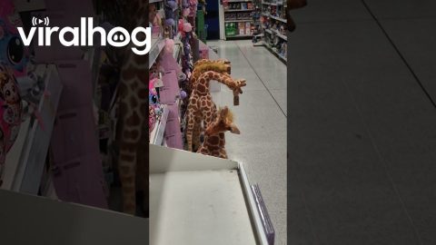 Giraffe Toy Gives Judgmental Head Tilt || ViralHog