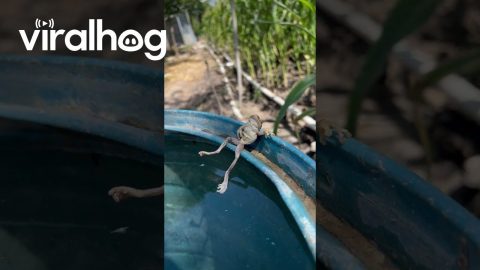 Frog Relaxes In Personal Spa || ViralHog