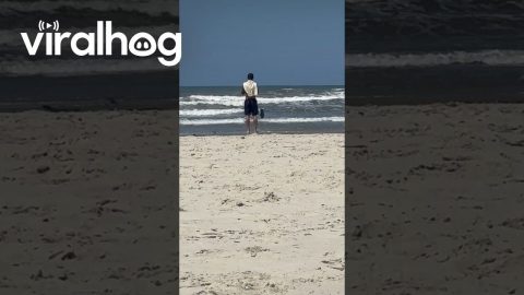 Loyal Dog Waits For Surfing Owner || ViralHog
