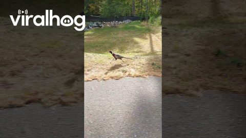 Friendly Pheasant Follows Vehicle || ViralHog